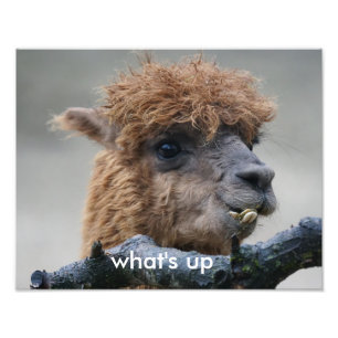 Impression Photo Alpaca