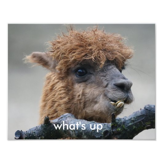 Impression Photo Alpaca (Devant)