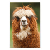 Impression Photo Alpaca (Devant)