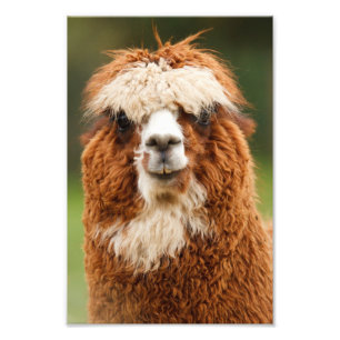 Impression Photo Alpaca
