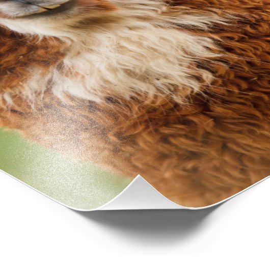 Impression Photo Alpaca (Coin)