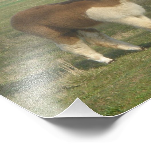 Impression Photo Alpaca (Coin)