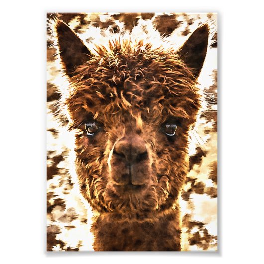 Impression Photo Alpacas de face entière (Devant)