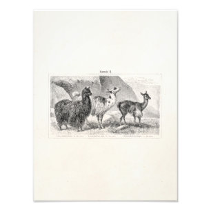 Impression Photo Alpaga vintages de lamas de modèle d'alpaga de