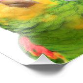 Impression Photo Amazone jaune (Coin)