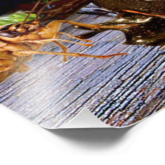 IMPRESSION PHOTO AMAZONIE (Coin)