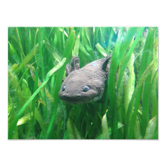 Impression Photo Ambystoma andersoni (Devant)