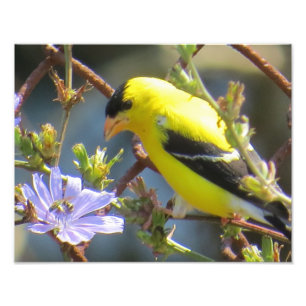 Impression Photo Américain Goldfinch