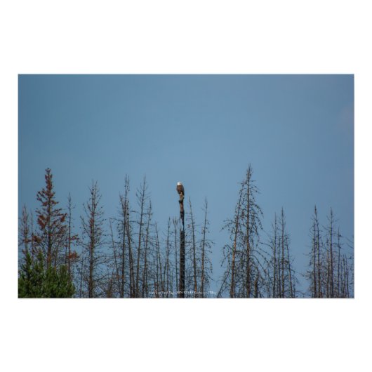Impression Photo American Bald Eagle 8974 (Devant)