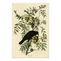 American Crow de John Audubon's Birds of America
