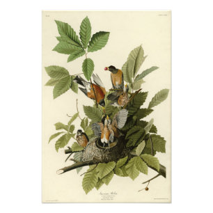 Impression Photo American Robin from Audubon's Birds of America