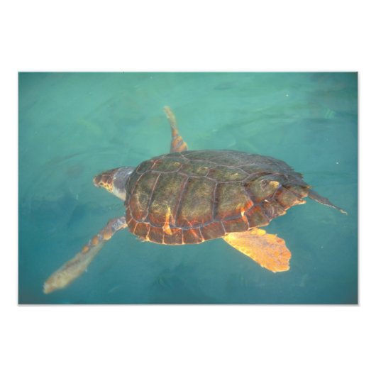 Impression Photo Amérique centrale, Panama, Bocas Del Torro (Devant)