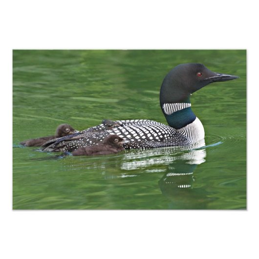 Impression Photo Amérique du Nord, Canada, Colombie-Britannique (Devant)