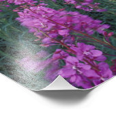 Impression Photo Amérique du Nord, Canada, Yukon. Fleurs de mauvais (Coin)