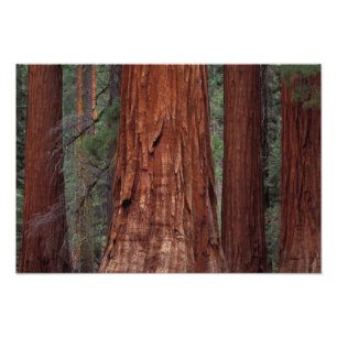 Impression Photo Amérique du Nord, États-Unis, Californie, Parc nat