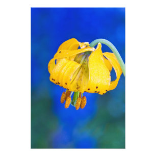 Impression Photo Amérique du Nord, États-Unis, Washington, Jeux o