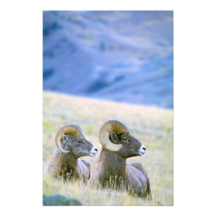 Impression Photo Amérique du Nord, États-Unis, Wyoming, Yellowstone