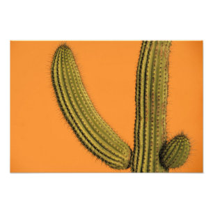 Impression Photo Amérique du Nord, Mexique, Basse Californie, Cabo