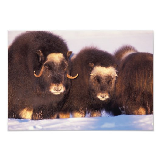 Impression Photo Amérique du Nord, USA, Alaska, Arctic Circle, (Devant)