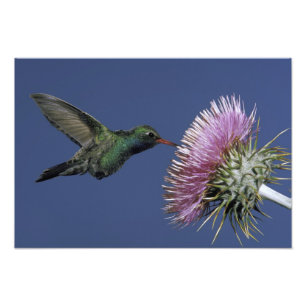 Impression Photo Amérique du Nord, USA, Arizona. Facturé à grande é