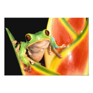 Impression Photo Amérique du Sud, Équateur, Amazonie. Grenouille ar