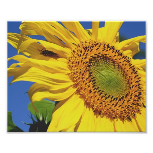 Impression Photo Ami Fleur De Tournesol Et Insecte 10x8 Floral (Devant)