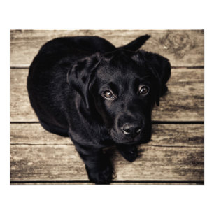 Impression Photo Amour de chiot