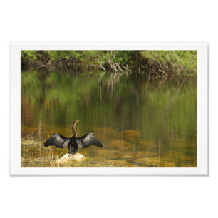 Impression Photo Anahinga pleure ses ailes