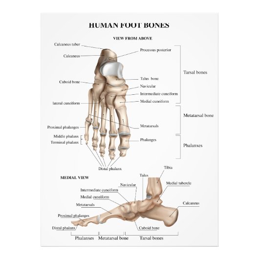 Impression Photo Anatomie des os de pieds (Devant)