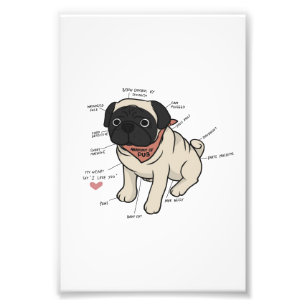 Impression Photo Anatomie Du Chien Carlin Graphique