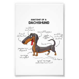 Impression Photo Anatomie D'Un Dachshund - Drôle Chien