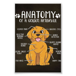Impression Photo Anatomie Golden Retriever Golden Retriever Lover