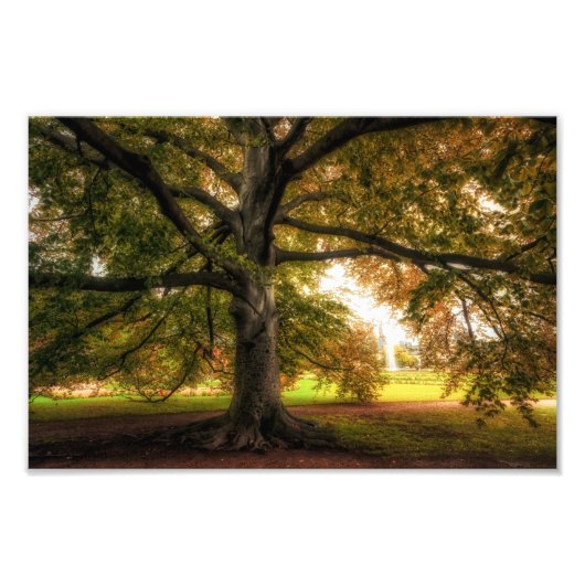 Impression Photo Ancien hêtre dans le parc (Devant)