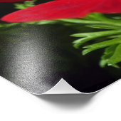 Impression Photo Anémon rouge (Coin)