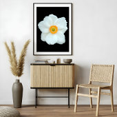 Impression Photo Anémone blanche gracieuse