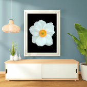 Impression Photo Anémone blanche gracieuse