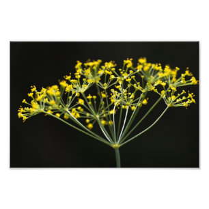 Impression Photo Aneth (Anethum graveolens)