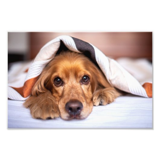 Impression Photo Anglais Cocker Spaniel Chien (Devant)