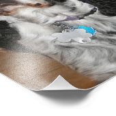 Impression Photo Anglais Springer Spaniel Pet Dog (Coin)