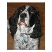 Impression Photo Anglais Springer Spaniel Pet Dog (Devant)
