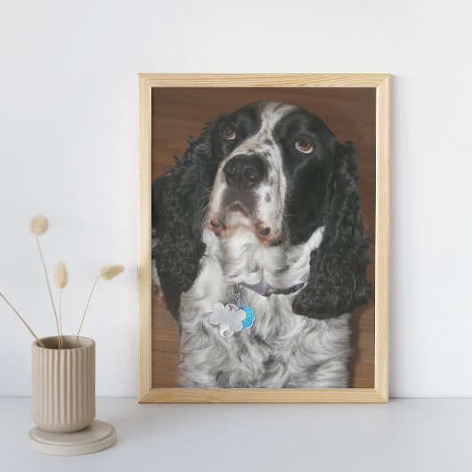 Impression Photo Anglais Springer Spaniel Pet Dog