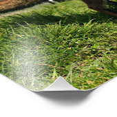 Impression Photo Angleterre, Angleterre. Red Fox Vulpes vulpes) en (Coin)