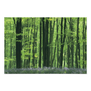 Impression Photo Angleterre, forêt de hêtres et jacinthes des bois