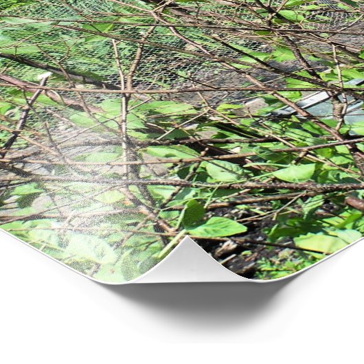 IMPRESSION PHOTO ANGLETERRE VICTORIENNE (Coin)