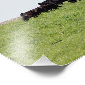 Impression photo Angus noir de bovins (Coin)