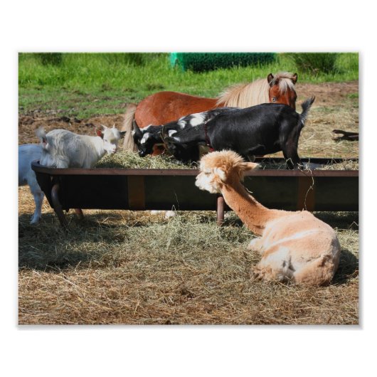 Impression Photo Animal de ferme Barnyard Amis mignon 10x8 (Devant)