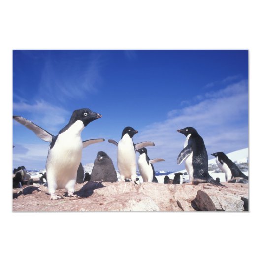 Impression Photo Antarctique, Adelie Penguin Pygoscelis (Devant)