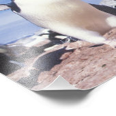 Impression Photo Antarctique, Adelie Penguin Pygoscelis (Coin)