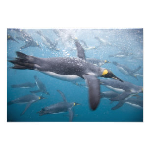 Impression Photo Antarctique, île de Géorgie du Sud Royaume-Uni
