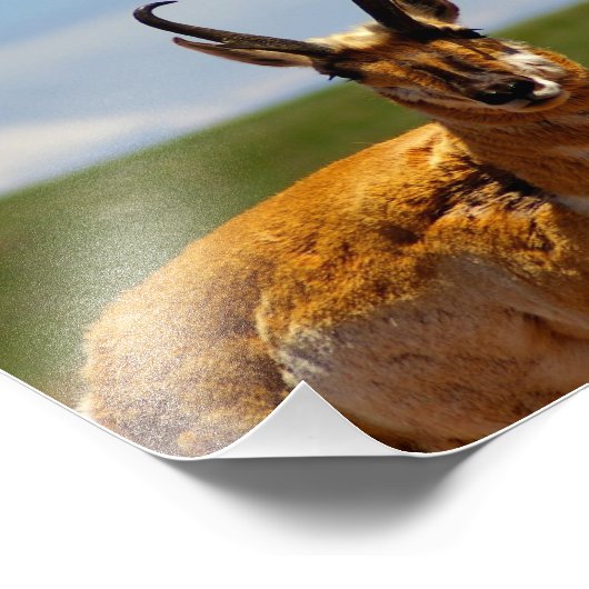 Impression Photo Antelope (Coin)